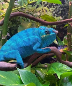 Nosy Be Panther Chameleon