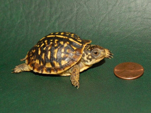 Desert Ornate Box Turtle