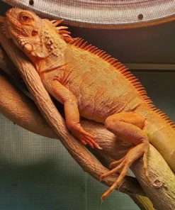 yearling iguana