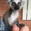 ring tailed lemur monkey