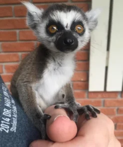 ring tailed lemur monkey