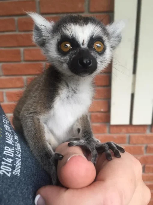 ring tailed lemur monkey