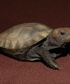 burmese brown mountain tortoise