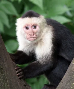 Capuchin Monkey