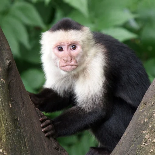 Capuchin Monkey