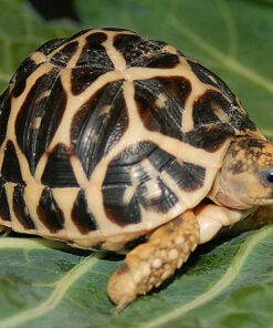 Indian Star Tortoise