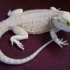 Hypo Zero Bearded Dragon