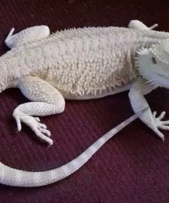 Hypo Zero Bearded Dragon