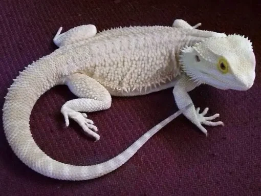 Hypo Zero Bearded Dragon