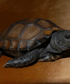 black mountain tortoise