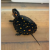 Baby Spotted Turtle