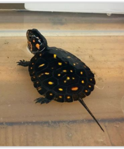 Baby Spotted Turtle