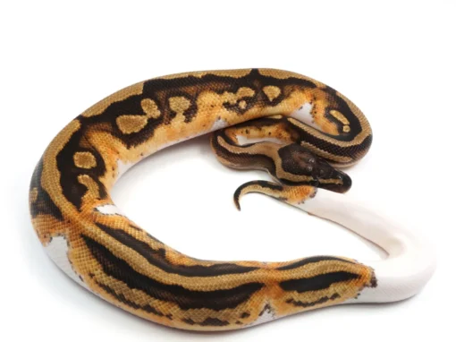 Baby Ball Python