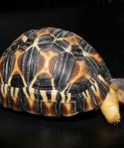 Baby Yellowfoot Tortoise