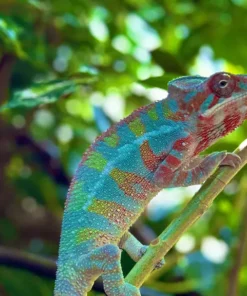 Ambilobe Panther Chameleon