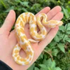 Baby Albino Ball Python