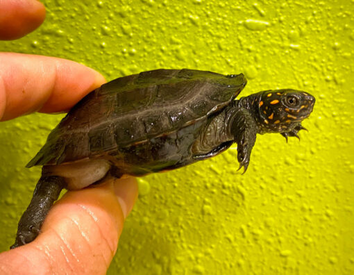 Sri Lankan Star Tortoise