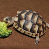 Baby Marginated Tortoise