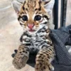 Ocelot cubs