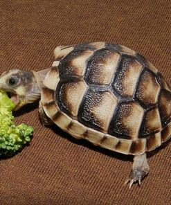 Baby Marginated Tortoise