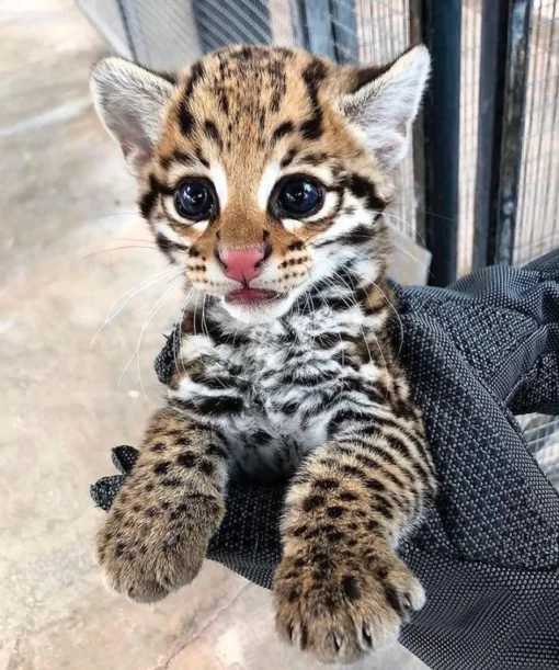 Ocelot cubs