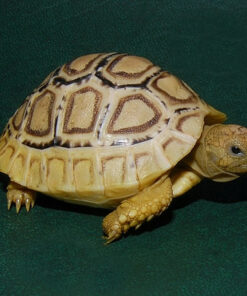 Baby Leopard Tortoise