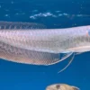 Silver Arowana