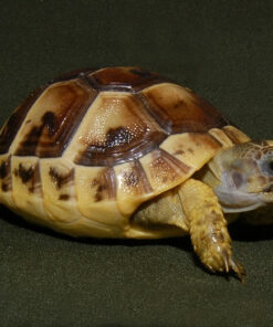 Baby Greek Tortoise