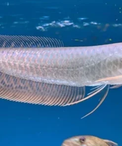 Silver Arowana