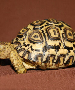 South African Leopard Tortoise