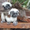 Tamarin Monkeys