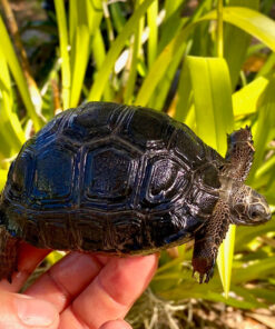 Baby Aldabra Tortoise