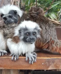 Tamarin Monkeys