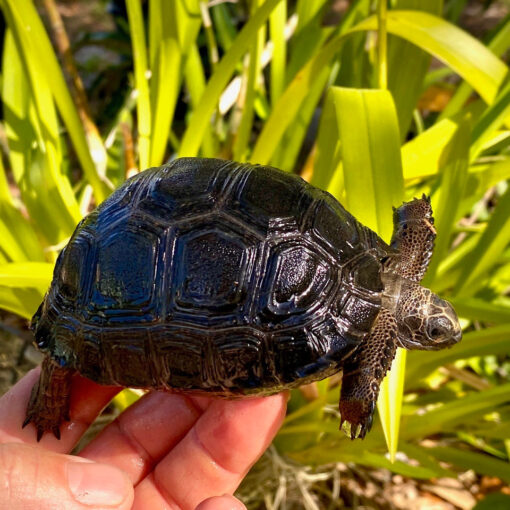 Baby Aldabra Tortoise