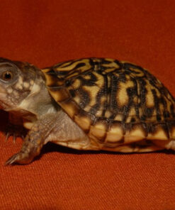 Desert Ornate Box Turtle