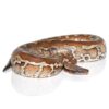 Sumatran Short Tail Python