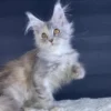 Maine Coon cat for sale