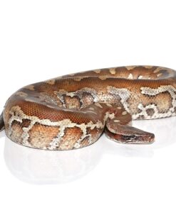 Sumatran Short Tail Python