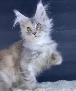 Maine Coon cat for sale