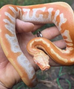 T Negative Albino Blood Python