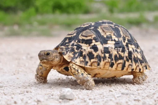 Leopard Tortoise for Sale