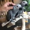 African Grey Parrots For Sale