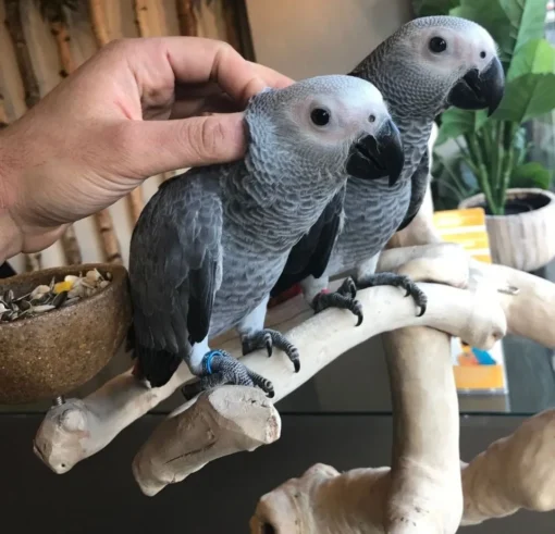 African Grey Parrots For Sale