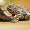 scaleless ball python