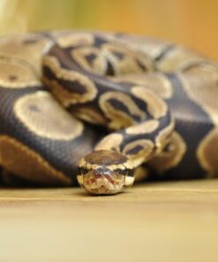 scaleless ball python