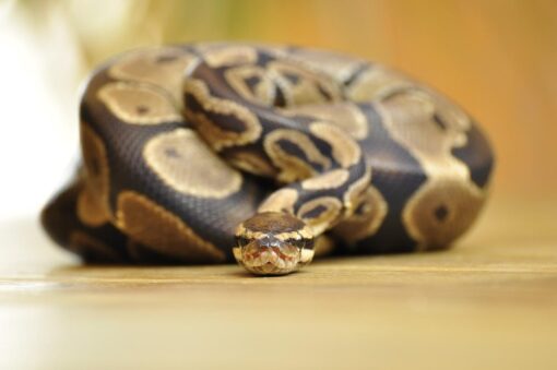 scaleless ball python