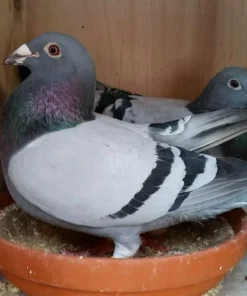 Racing Pigeons For Sale