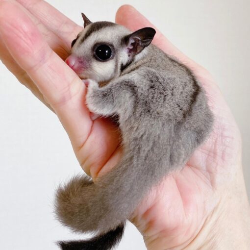 Sugar Glider