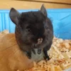 Chinchillas For Sale