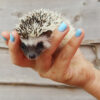 Hedgehog For Sale